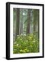 Redwood Trees and Rhododendrons in Forest-Terry Eggers-Framed Photographic Print