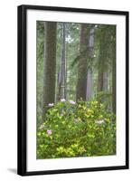 Redwood Trees and Rhododendrons in Forest-Terry Eggers-Framed Photographic Print