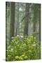 Redwood Trees and Rhododendrons in Forest-Terry Eggers-Stretched Canvas