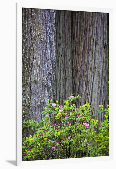 Redwood Trees and Rhododendrons in Forest-Terry Eggers-Framed Photographic Print