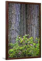 Redwood Trees and Rhododendrons in Forest-Terry Eggers-Framed Photographic Print