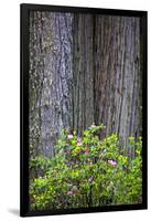 Redwood Trees and Rhododendrons in Forest-Terry Eggers-Framed Photographic Print