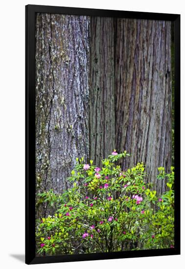 Redwood Trees and Rhododendrons in Forest-Terry Eggers-Framed Photographic Print