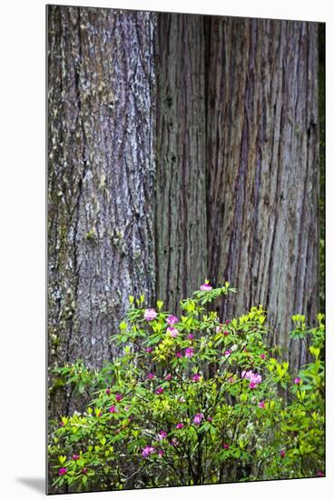 Redwood Trees and Rhododendrons in Forest-Terry Eggers-Mounted Premium Photographic Print