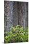 Redwood Trees and Rhododendrons in Forest-Terry Eggers-Mounted Premium Photographic Print