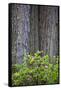 Redwood Trees and Rhododendrons in Forest-Terry Eggers-Framed Stretched Canvas