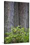 Redwood Trees and Rhododendrons in Forest-Terry Eggers-Stretched Canvas