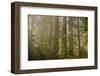 Redwood Trees and Rhododendrons in Forest-Terry Eggers-Framed Photographic Print