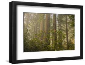 Redwood Trees and Rhododendrons in Forest-Terry Eggers-Framed Photographic Print