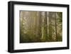 Redwood Trees and Rhododendrons in Forest-Terry Eggers-Framed Photographic Print