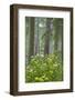 Redwood Trees and Rhododendrons in Forest-Terry Eggers-Framed Photographic Print