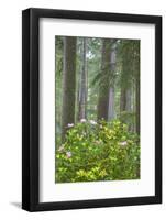 Redwood Trees and Rhododendrons in Forest-Terry Eggers-Framed Photographic Print