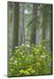 Redwood Trees and Rhododendrons in Forest-Terry Eggers-Mounted Photographic Print