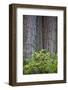 Redwood Trees and Rhododendrons in Forest-Terry Eggers-Framed Photographic Print