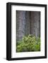 Redwood Trees and Rhododendrons in Forest-Terry Eggers-Framed Photographic Print