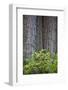 Redwood Trees and Rhododendrons in Forest-Terry Eggers-Framed Photographic Print