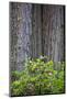 Redwood Trees and Rhododendrons in Forest-Terry Eggers-Mounted Photographic Print