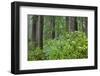 Redwood Trees and Rhododendrons in Forest-Terry Eggers-Framed Photographic Print