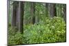 Redwood Trees and Rhododendrons in Forest-Terry Eggers-Mounted Photographic Print