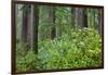 Redwood Trees and Rhododendrons in Forest-Terry Eggers-Framed Photographic Print