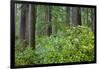 Redwood Trees and Rhododendrons in Forest-Terry Eggers-Framed Photographic Print