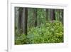 Redwood Trees and Rhododendrons in Forest-Terry Eggers-Framed Photographic Print