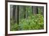 Redwood Trees and Rhododendrons in Forest-Terry Eggers-Framed Photographic Print