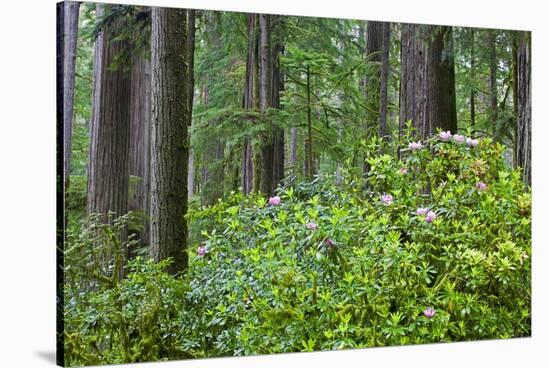 Redwood Trees and Rhododendrons in Forest-Terry Eggers-Stretched Canvas