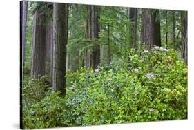 Redwood Trees and Rhododendrons in Forest-Terry Eggers-Stretched Canvas