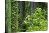 Redwood Trees and Rhododendrons in Forest-Terry Eggers-Stretched Canvas