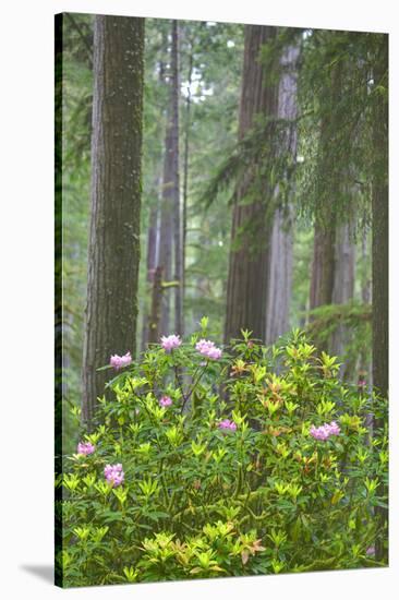 Redwood Trees and Rhododendrons in Forest-Terry Eggers-Stretched Canvas