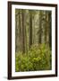Redwood Trees and Rhododendrons-Terry Eggers-Framed Premium Photographic Print