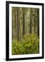 Redwood Trees and Rhododendrons-Terry Eggers-Framed Premium Photographic Print