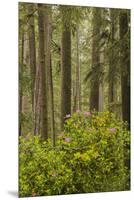 Redwood Trees and Rhododendrons-Terry Eggers-Mounted Premium Photographic Print