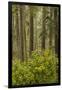 Redwood Trees and Rhododendrons-Terry Eggers-Framed Premium Photographic Print