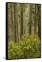 Redwood Trees and Rhododendrons-Terry Eggers-Framed Stretched Canvas