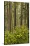Redwood Trees and Rhododendrons-Terry Eggers-Stretched Canvas