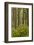 Redwood Trees and Rhododendrons-Terry Eggers-Framed Photographic Print