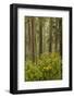 Redwood Trees and Rhododendrons-Terry Eggers-Framed Photographic Print