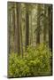 Redwood Trees and Rhododendrons-Terry Eggers-Mounted Photographic Print