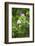 Redwood Trees and Rhododendrons-Terry Eggers-Framed Photographic Print