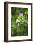 Redwood Trees and Rhododendrons-Terry Eggers-Framed Photographic Print