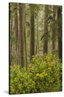 Redwood Trees and Rhododendrons-Terry Eggers-Stretched Canvas