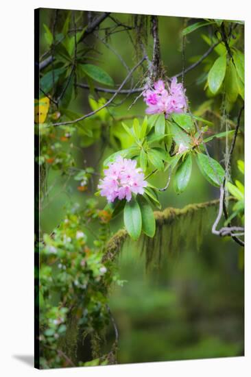 Redwood Trees and Rhododendrons-Terry Eggers-Stretched Canvas