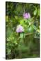 Redwood Trees and Rhododendrons-Terry Eggers-Stretched Canvas