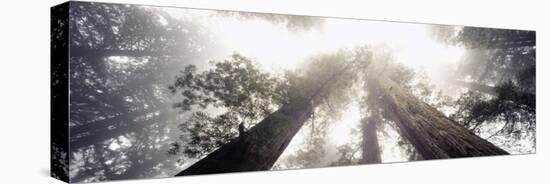 Redwood Trees in a Forest, Redwood National Forest, California, USA-null-Stretched Canvas