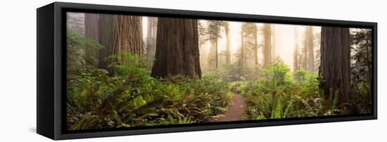 Redwood Trees in a Forest, Redwood National Park, California, USA-null-Framed Stretched Canvas