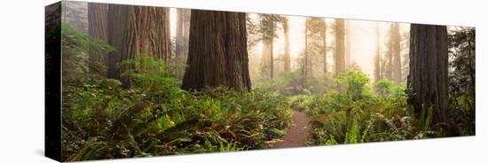 Redwood Trees in a Forest, Redwood National Park, California, USA-null-Stretched Canvas