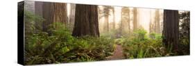 Redwood Trees in a Forest, Redwood National Park, California, USA-null-Stretched Canvas
