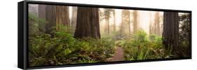 Redwood Trees in a Forest, Redwood National Park, California, USA-null-Framed Stretched Canvas